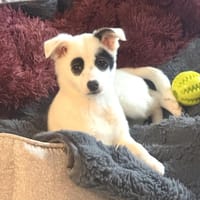 Zara ein tolles kleines Mädchen, Hündin zur Adoption