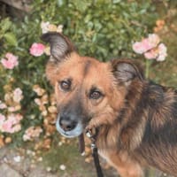 Kali - ein hübscher Quatschkopf, Hund zur Adoption