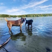 Pepe - sucht ein liebevolles Zuhause, Hund zur Adoption
