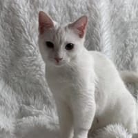 Probiers mal mit Gemütlichkeit, Kater zur Adoption