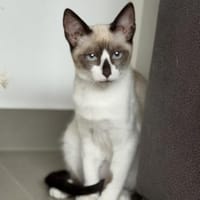 Zwei Traumkaterchen, Kater zur Adoption