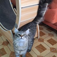 Verschmuster, hübscher Kater Chef, Kater zur Adoption