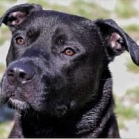 Corleone, Hund zur Adoption