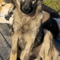 Besondere Fellnase sucht ihr Glück, Hündin zur Adoption