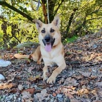 Traumhündin Paty, Hündin zur Adoption