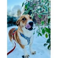 Snuf - wartet in 96369 Weißenbrunn, Hund zur Adoption