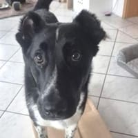 Hundebub SETH, Hund zur Adoption