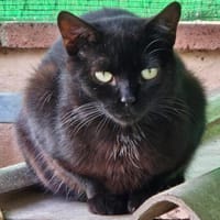 Iztal sehnt sich nach seinem Körbchen, Kater zur Adoption