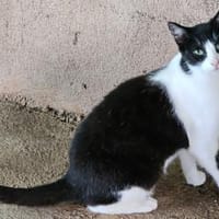 Marylin möchte endlich ankommen, Katze zur Adoption