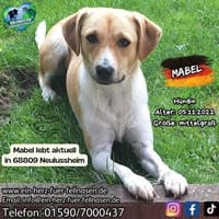 MABEL-möchte keine Angst mehr haben, Hündin zur Adoption