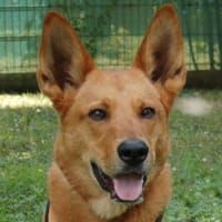 Red Teddy ein aktiver, freundlicher Rüde, Hund zur Adoption