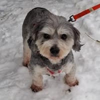 Carlos ❤ verkuschelter kleiner Wuschel, Hund zur Adoption