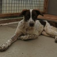 Leah sucht ein liebevolles Zuhause, Hündin zur Adoption