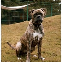 Leo möchte endlich ankommen, Hund zur Adoption