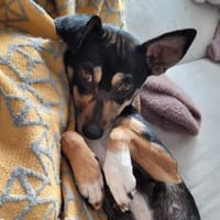 Liana ❤ zarte Seele möchte gefallen, Hündin zur Adoption