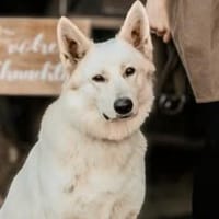 Ella - brauch viel Aufmerksamkeit, Hündin zur Adoption