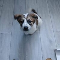 Süße Skyla❤ sucht liebevolle Familie, Hündin zur Adoption