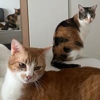 Pixi + Bella ein tolles Team!, Kater zur Adoption