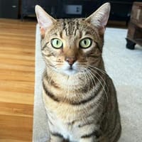 RIO sucht sein Für-immer-Zuhause, Kater zur Adoption