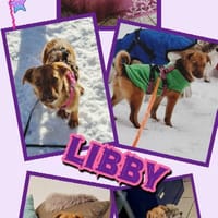 Welpenmädchen Libby auf PS in 91286, Hündin zur Adoption