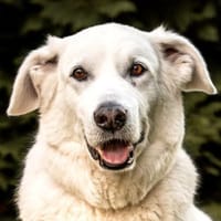 BRIX - ein Herz aus Gold, Hund zur Adoption