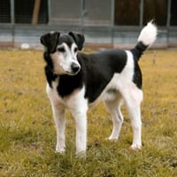 Eine letzte Chance für Idefix, Hund zur Adoption