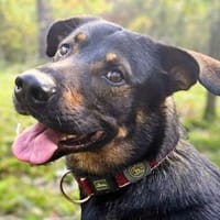 Loki - Einzelperson wäre gut, Hund zur Adoption
