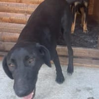 Tierschutz fröhliche Rosie sucht ihr Zuh, Hündin zur Adoption