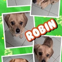 kleiner Rüde Robin auf PS in 95482, Hund zur Adoption
