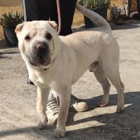 Roco - Liebenswerter Rüde, Hund zur Adoption