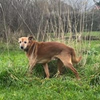 Seelenhund Brown, Hund zur Adoption