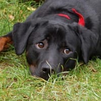 CHOPPER sucht dringend ein neues Zuhause, Hund zur Adoption