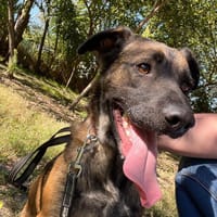 Jony LM  superlieber Jungspund, Hund zur Adoption