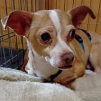 Candy°  in 86529 Schrobenhausen, Hündin zur Adoption