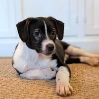 Kirby - Kleiner Strolch sucht Zuhause 🐾, Hund zur Adoption