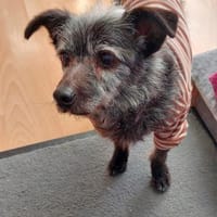 Ruhiger Menino, Hund zur Adoption