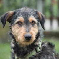 Miko sucht seine Menschen..., Hündin zur Adoption