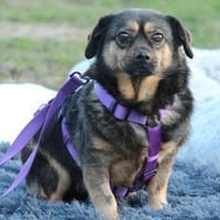 Sandy sucht ein zu Hause mit Herz..., Hündin zur Adoption