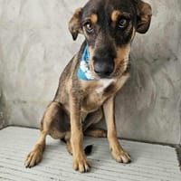 Freundlicher Rüde Wapi, Hund zur Adoption