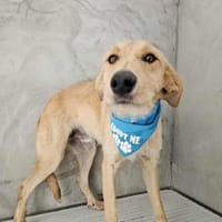 Hübscher Rüde Wilan, Hund zur Adoption