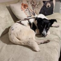 Falk - der Hübsche 🫶🏻, Hund zur Adoption