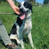 REZ 💙💙💙 ruhig und ausgeglichen, Hund zur Adoption