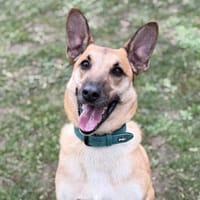 Louky, chien à adopter