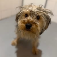 Amire, chien à adopter