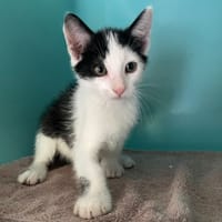 AKO, chat à adopter