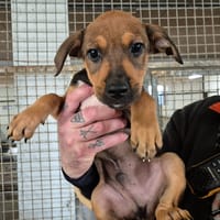 BORIS, chien à adopter