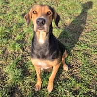 WALIBI, chienne à adopter