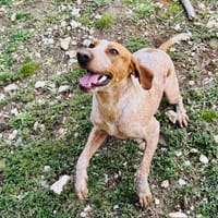 ATHOS, chien à adopter