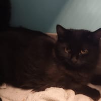 AMBRE, chatte à adopter