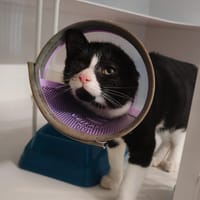 FANNY, chatte à adopter